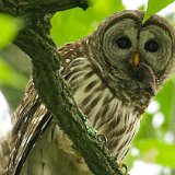 09SB0532 Barred Owl